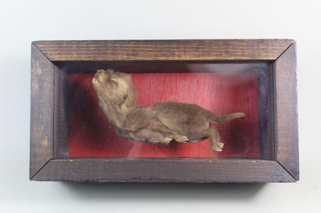 Preserved Full Body Baby Fox Taxidermy in Display Case (1 of 11)