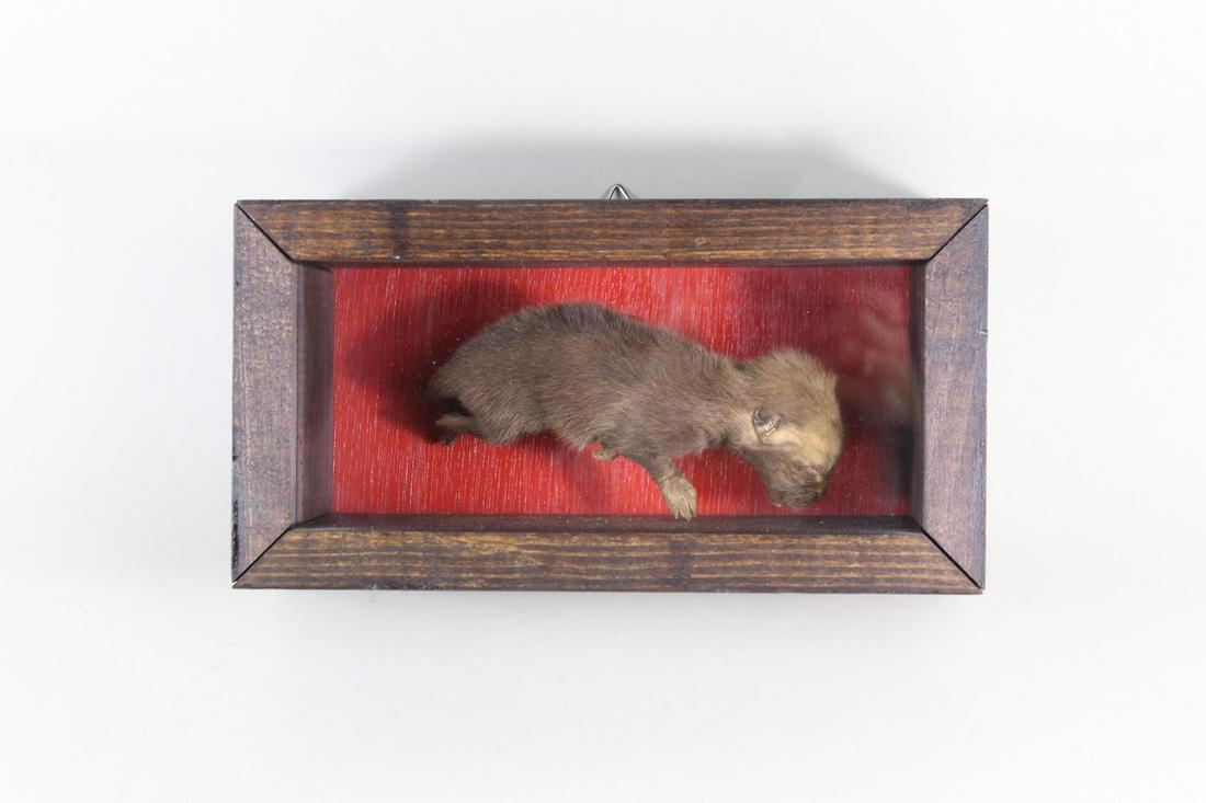 Full Body Baby Fox Taxidermy in Wooden Display Case (1 of 8)