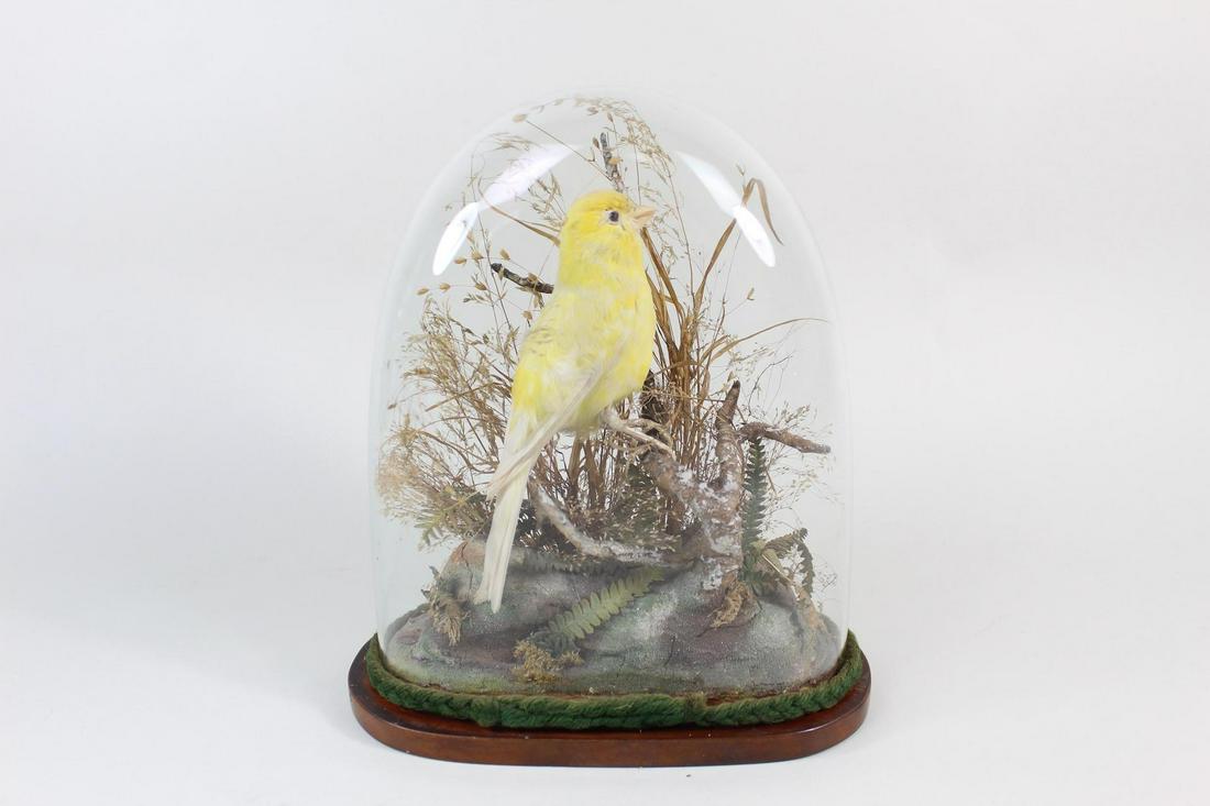 Canary Bird Taxidermy in Glass Dome Display,Ornithology (1 of 9)