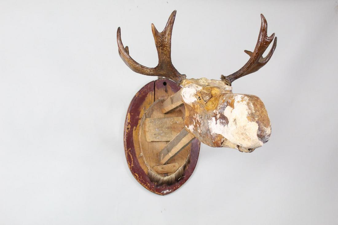 Taxidermy Moose Form Mount w/Real Skull & Horns,Werner: Taxidermy Moose Form Mount w/Real Skull & Horns. Signed in ink on the top of the snout, (first name illegible) Werner, vintage or antique moose form with real skull, teeth and horns is mounted on a wo
