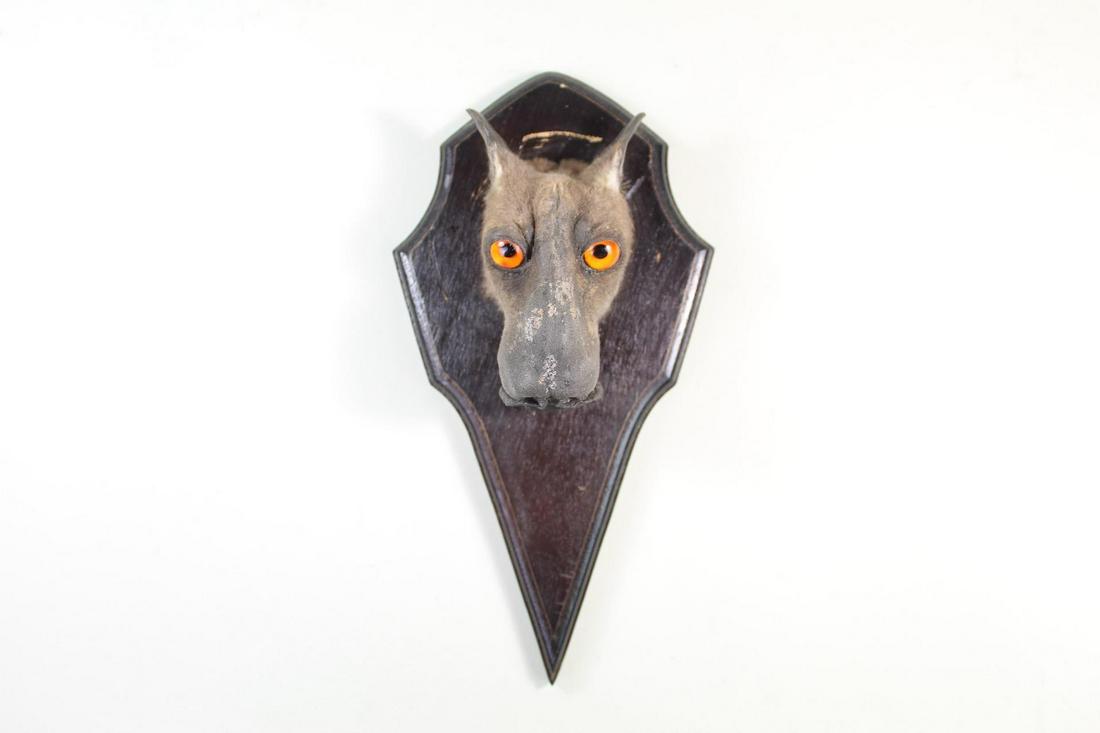 Hammerhead Fruit Bat Head Mount Taxidermy,Hypsignathus (1 of 10)