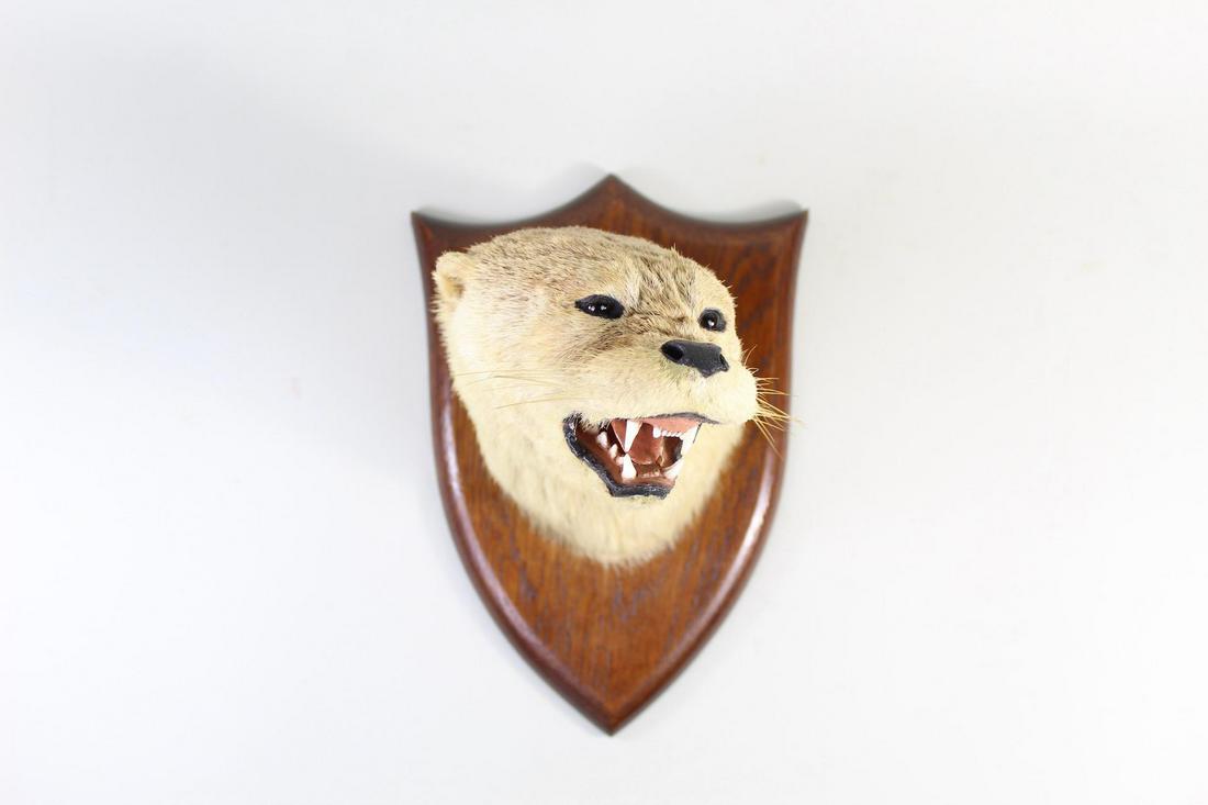 Peter Spicer & Sons Otter Head Mask Mount,Taxidermy: Peter Spicer & Sons Antique Otter Head Mask Mount,Taxidermy. Beautiful and fierce white otter mask mount by British Victorian taxidermist Peter Spicer & Sons, from the 1920s. The neck is slightly turn