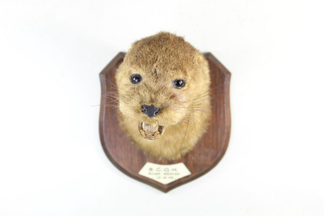 Mounted Otter Head Mask British Taxidermy,Bill Cox: Antique Mounted Otter Head Mask British Taxidermy,Bill Cox. A River Weaver otter mask mount from 1948 by British taxidermist Bill Cox. Mounted on a wooden shield inscribed with "B.C.O.H. River Weaver 