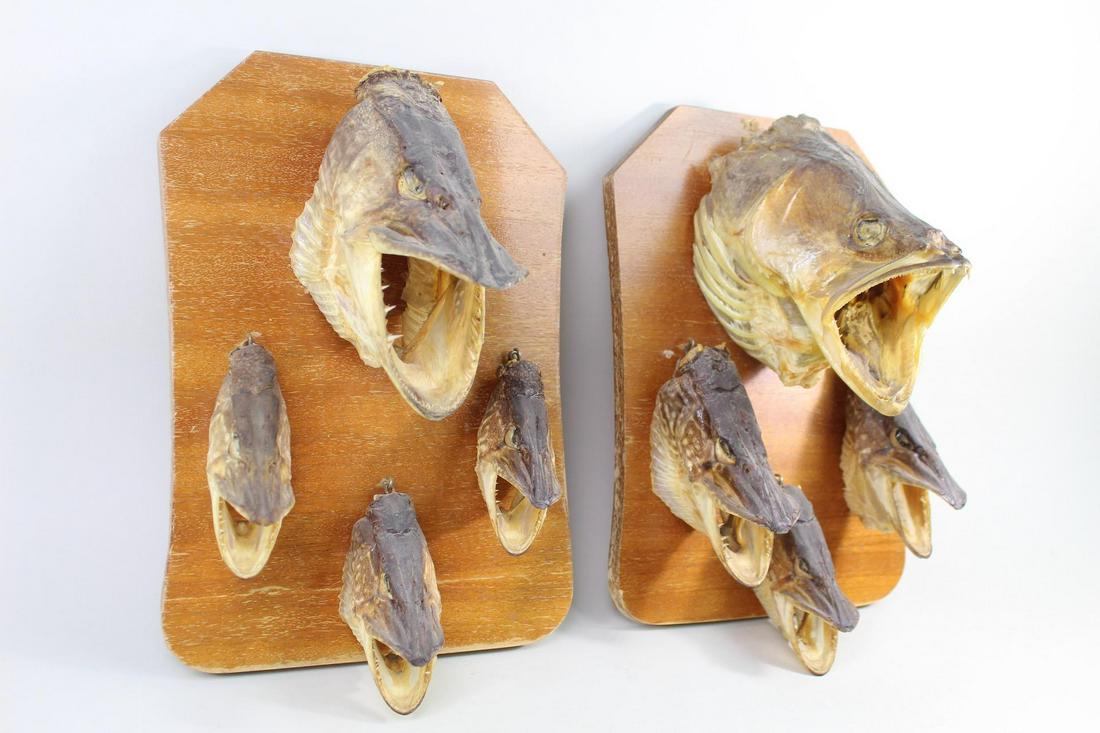 2 Wood Plaques w/Preserved Fish Heads,Taxidermy,Oddity (1 of 13)