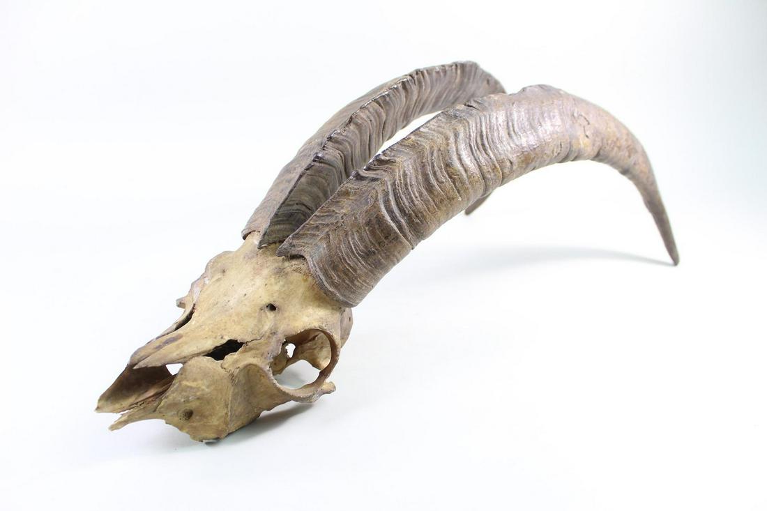 Wild Mountain Goat Ibex Skull, Hunting Trophy,Taxidermy (1 of 13)