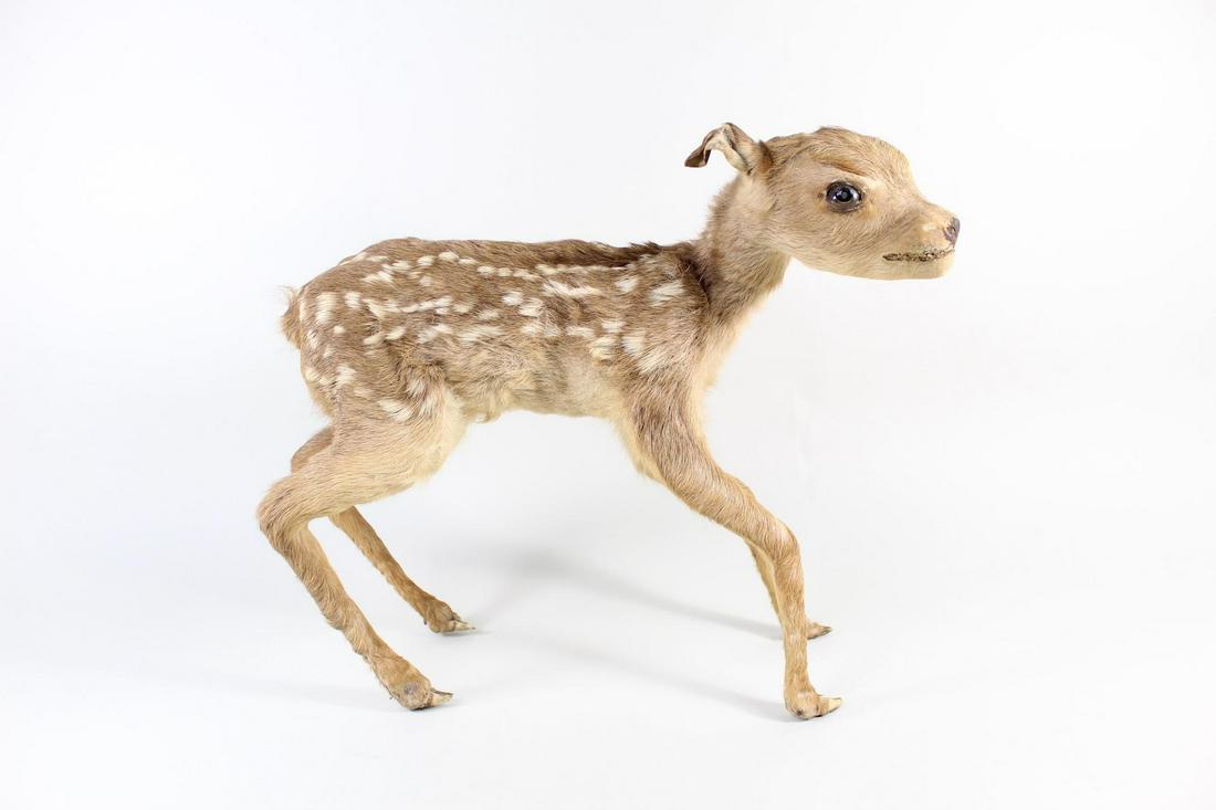 Freestanding Full Body Fallow Deer Baby Fawn Taxidermy (1 of 13)