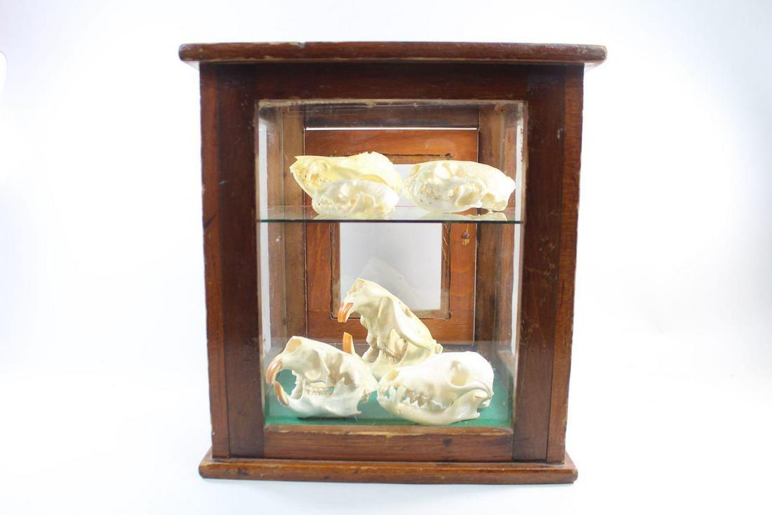 6 Skulls in Wood Display Cabinet,Beaver,Badger,Red Fox (1 of 17)