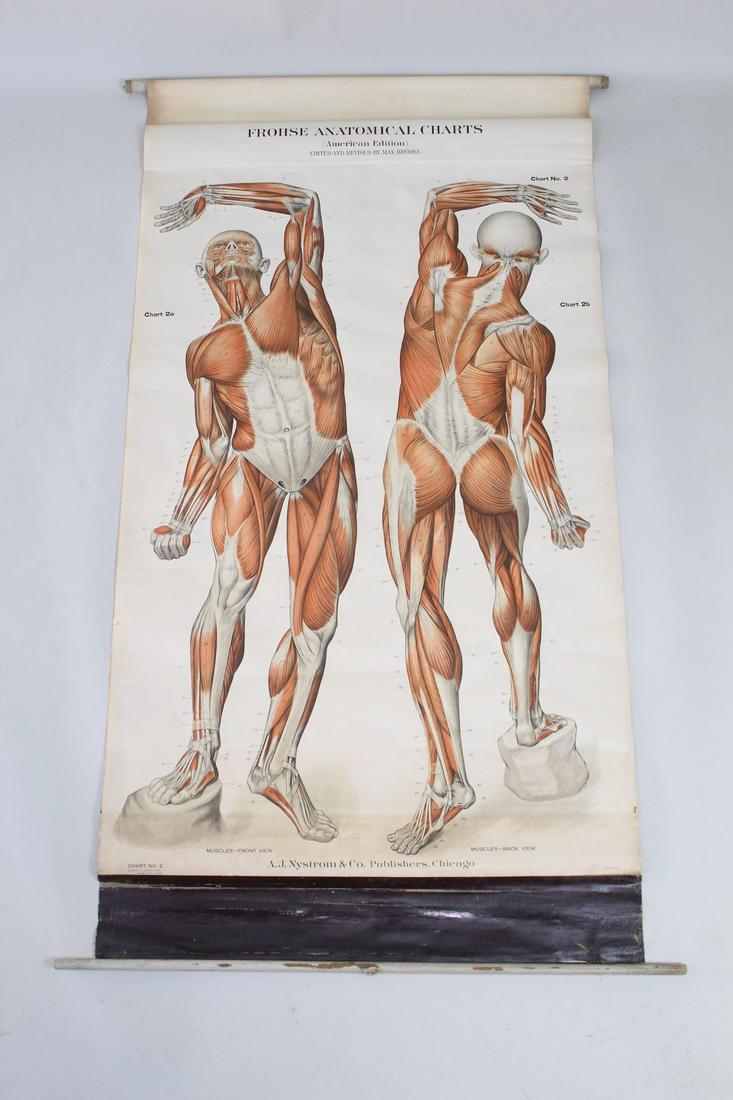 Nystrom Anatomical Roll Out Chart Muscles 1918,Science (1 of 16)