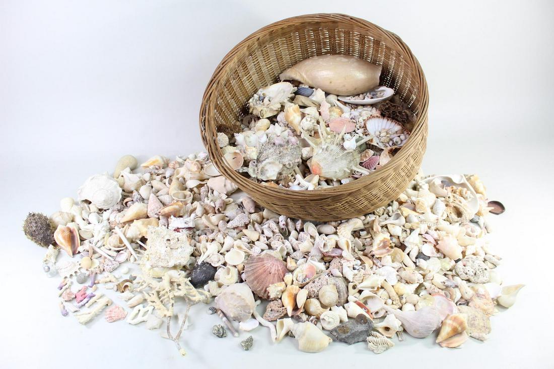 Huge Collection Seashells Coral Fossils Crystals Stones (1 of 18)
