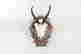 item-131748234=14