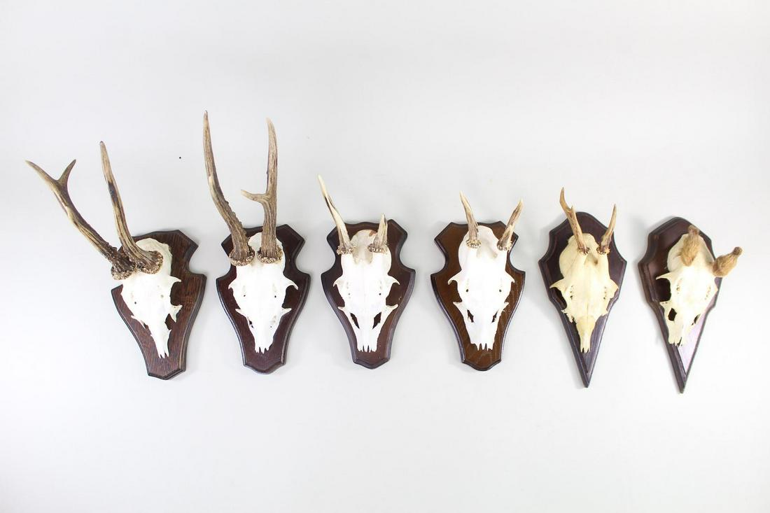 6 Mounted Roe Deer Skull Plates w/Horns,Hunting Trophy (1 of 15)
