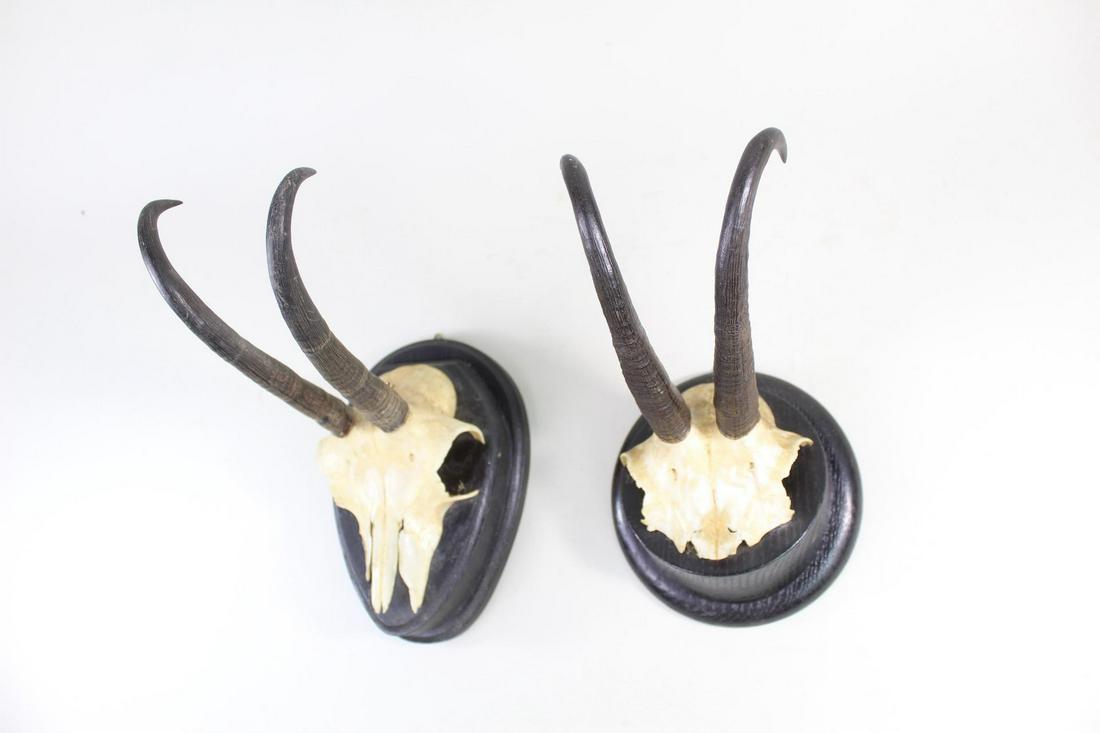 2 Mounted Chamois Skull Plates w/Horns,Hunting Trophy (1 of 14)