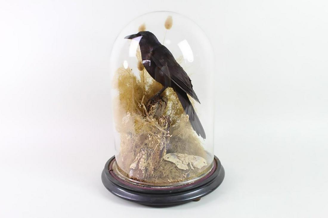 Taxidermy Euro Blackbird Glass Dome Case w Mantis Moths (1 of 14)
