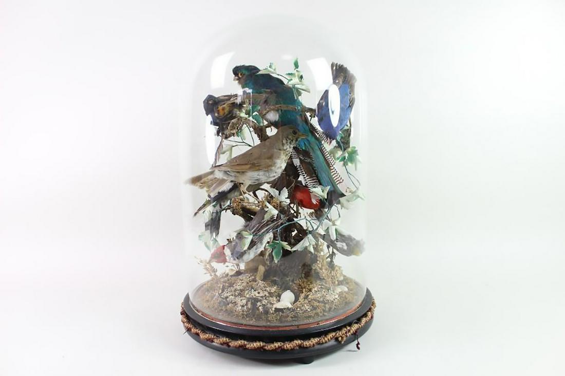 Victorian Taxidermy Bird Extravaganza & Glass Dome Case (1 of 17)