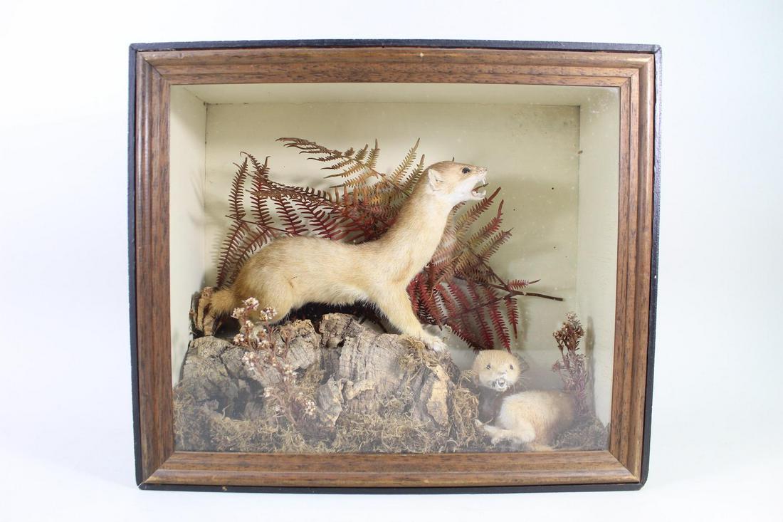 2 Full Body Ermine Weasel Taxidermy in Display Case: 2 Full Body Ermine Weasel Taxidermy in Display Case. Two white, fierce looking ermine weasels, mounted in a glass display case. In a naturalistic setting, with one weasel in profile and open mouth, on