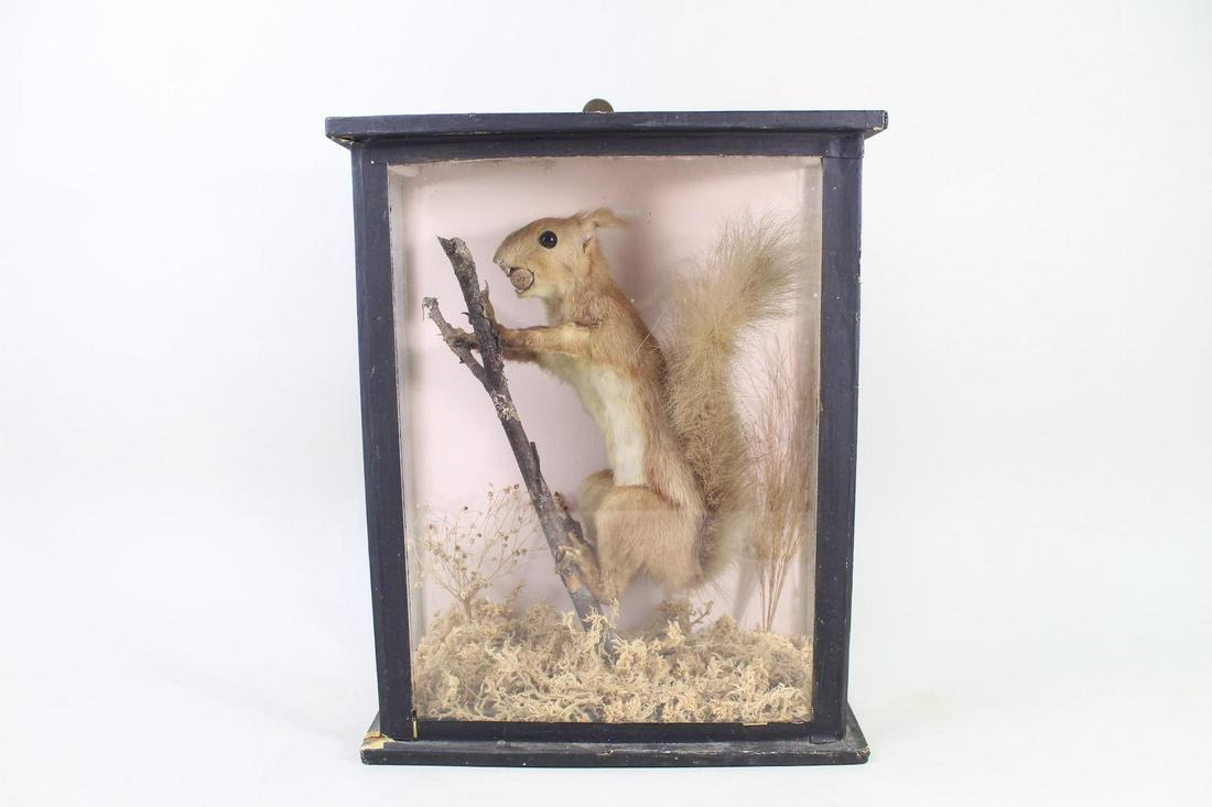 Mounted Squirrel Taxidermy in Diorama Display Case (1 of 13)