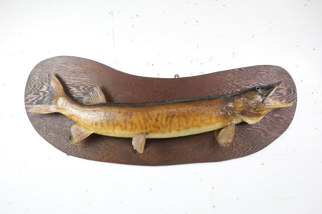 Mounted Muskellunge Musky Northern Pike Fish Taxidermy: Mounted Muskellunge Musky Northern Pike Fish Taxidermy. A Muskellunge, Esox masquinongy, or "Musky" taxidermy mounted on a stained wood board. The fish itself measures forty-four inches long and is in
