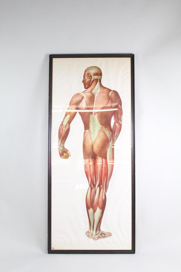 Dresden Life Size Medical Anatomical Chart, Muscles (1 of 12)
