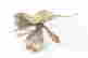 item-136328204=6