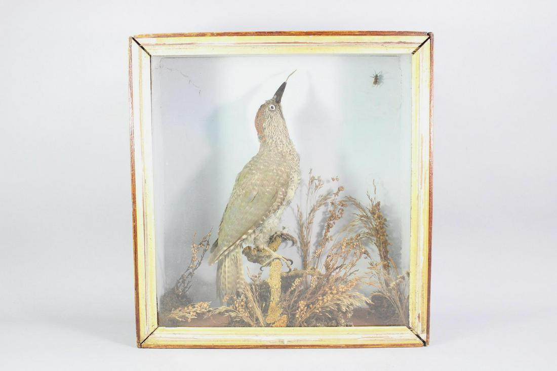 Taxidermy Scaly-Bellied Woodpecker Wood & Glass Diorama Case, Avian: Taxidermy Scaly-Bellied Woodpecker with Insect in Wood & Glass Diorama Case, Avian. Incredible taxidermy features a green woodpecker reaching to catch an insect which is in the upper right, with natur