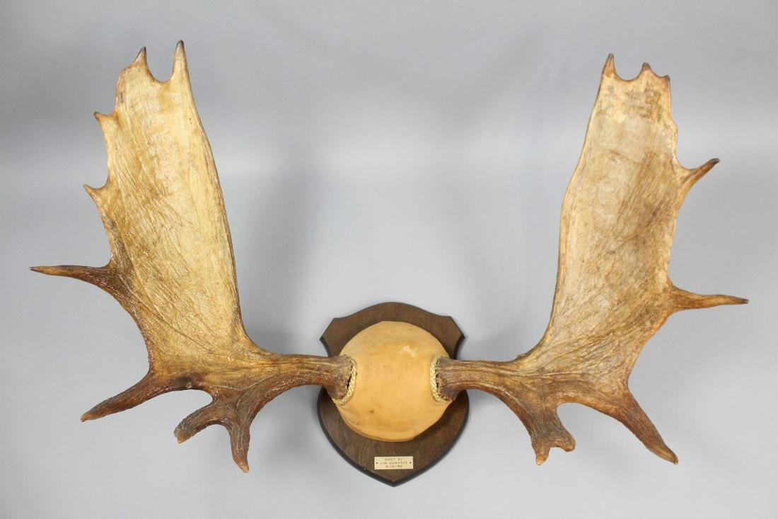 Moose Antlers on Wood Mount, Hunting Trophy, 43 in Wide (1 of 11)