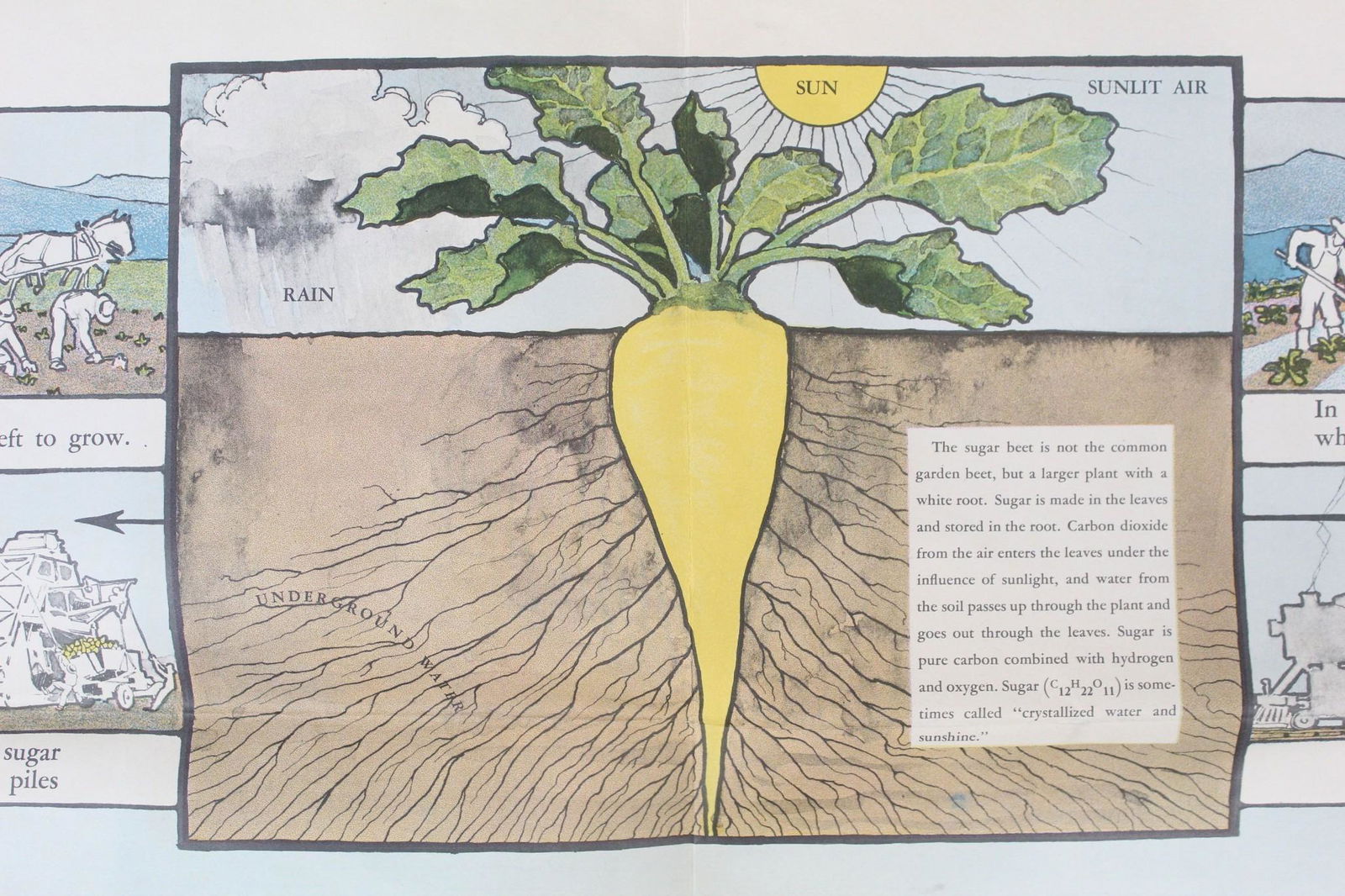 Sugar Beet Farming Factory History Educational Poster (1 of 11)