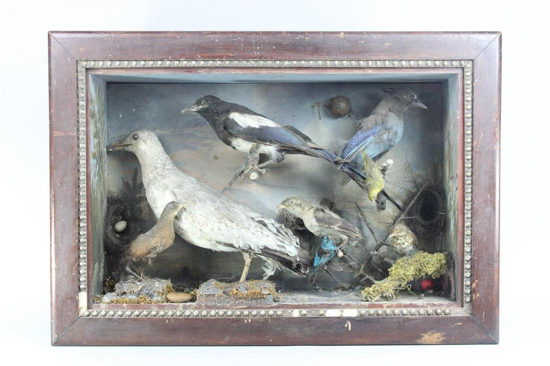 Antique Wall Hanging Shadow Box w/10 Taxidermy Birds (1 of 20)