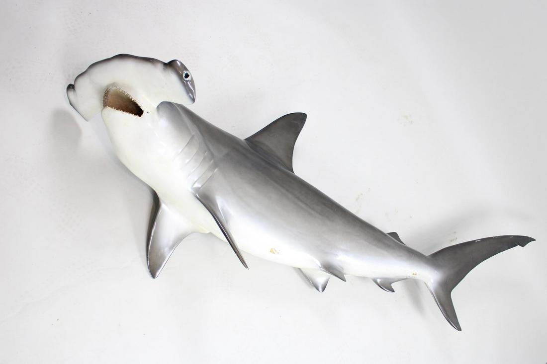 89 in Fiberglass Hammerhead Shark w/Real Teeth: 89 in Fiberglass Hammerhead Shark w/Real Teeth. Lightweight faux taxidermy shark has glass or acrylic eyes, a very detailed mouth with real teeth, and and a bracket on the back for wall-mounting. Dime