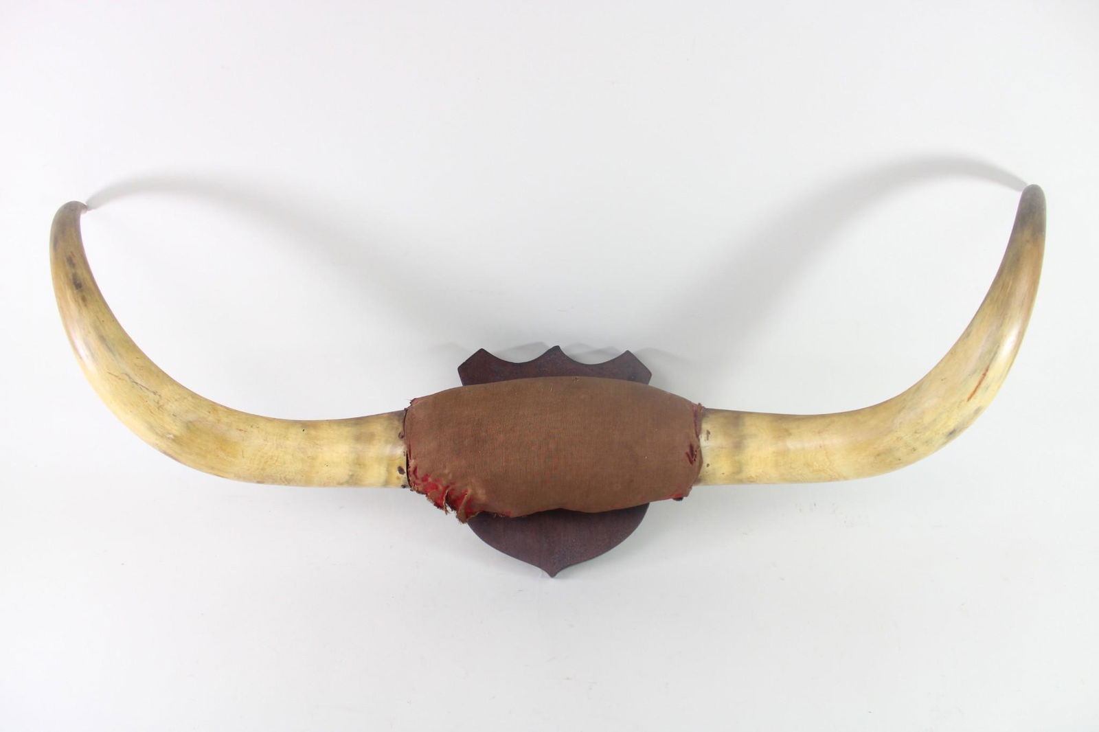 Taxidermy Bull Horns Mounted on Wood Shield (1 of 12)