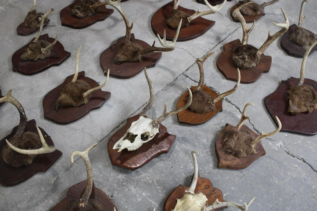 Lot of 22 Small Deer Antler Hide Skull Trophy Mounts (1 of 11)