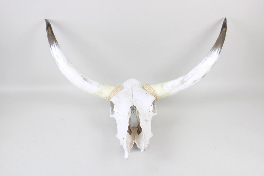 Wall Mounted Longhorn Steer Skull Taxidermy (1 of 12)