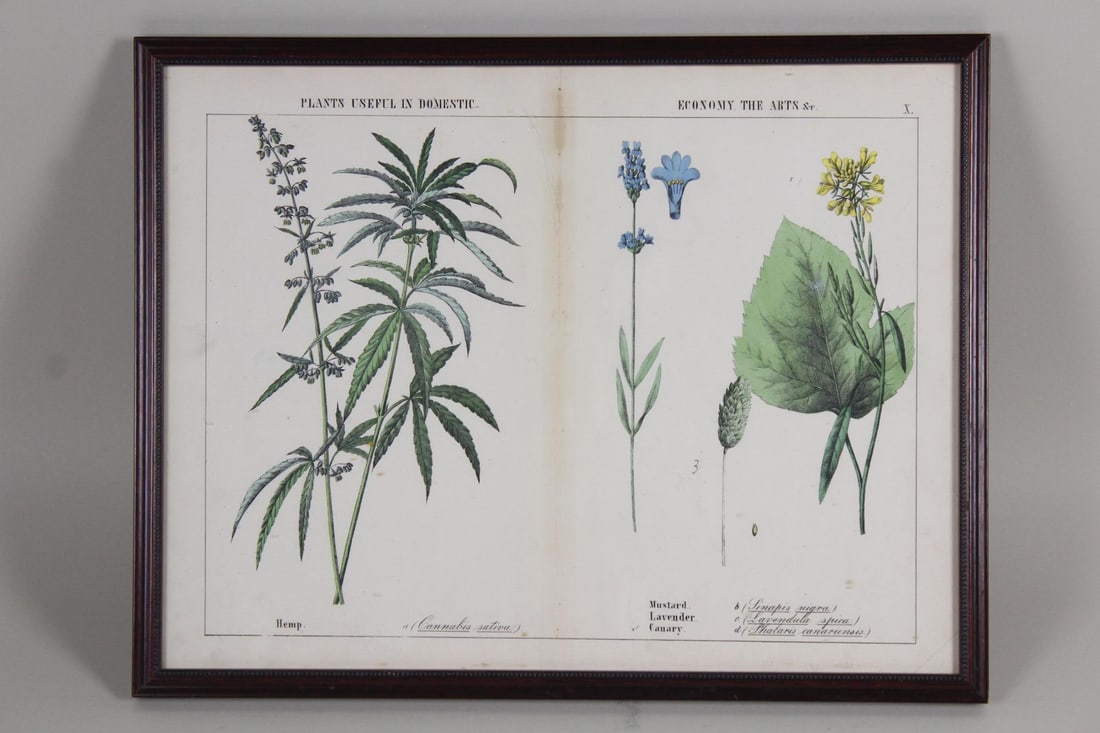 Botanical Illustration "Cannabis Sativa, Mustard, Lavendar, Canary" Robert Stark 1857 (1 of 11)