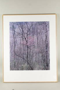 Large Eliot Porter Dye Transfer Photo "Redbud Tree in Bottomland" 1968: Eliot Porter Dye Transfer Photograph "Redbud Tree in Bottomland" 1968. Large dye-transfer print of Redbud Tree in Bottom Land, Red River Gorge, Kentucky, April 17, 1968, dry mounted on backing board.