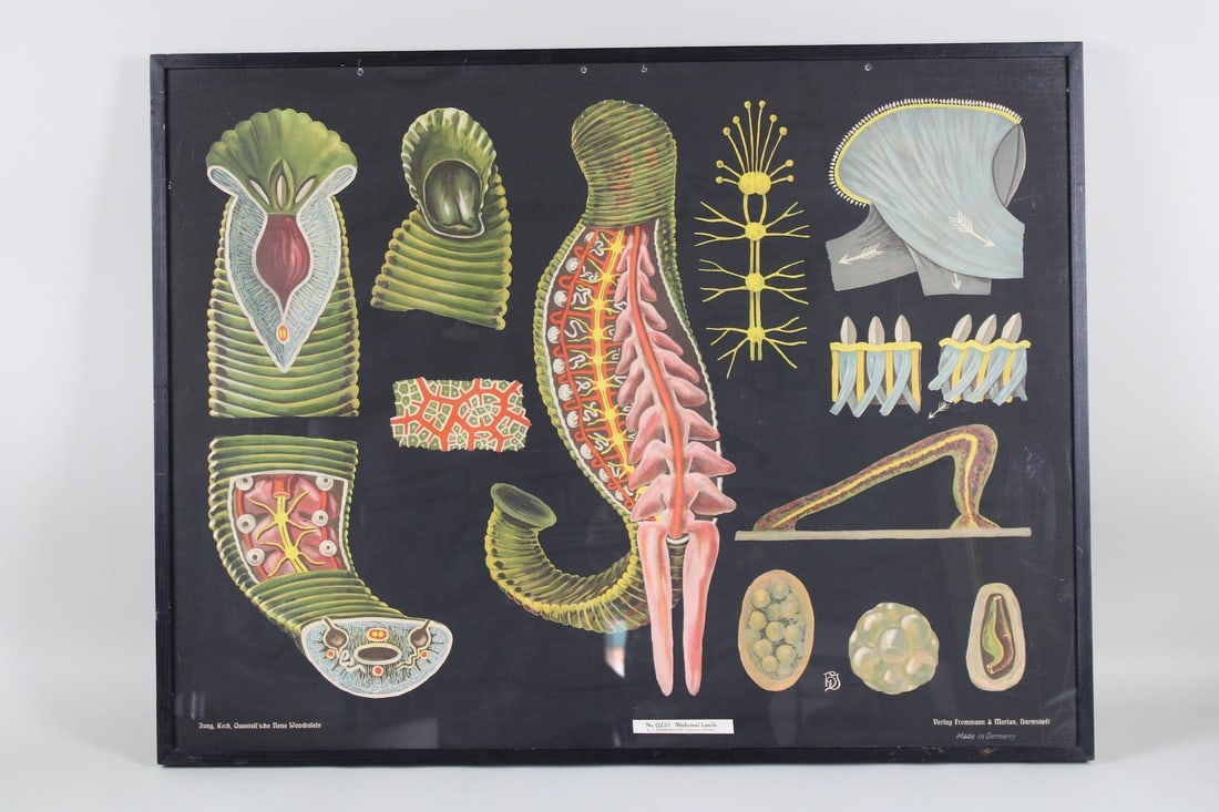 Framed Scientific Educational Biology Leech Poster (1 of 14)