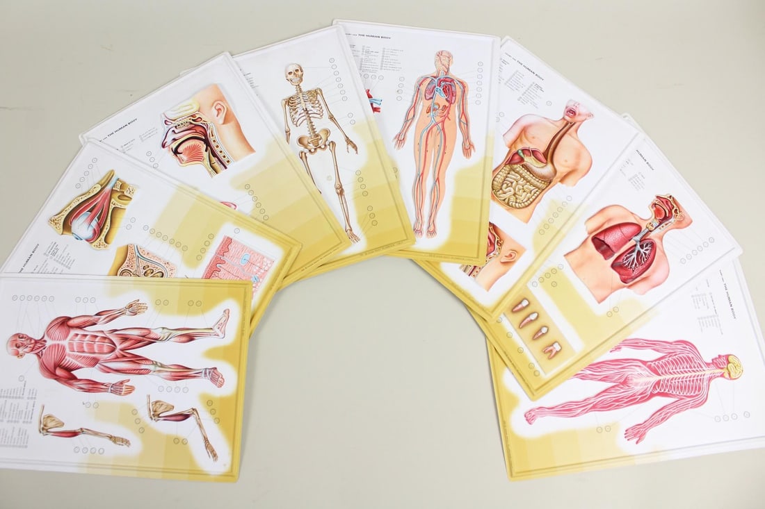 Lot of 8 Mid-Century Anatomical Biology Charts of the Human Body: Lot of 8 Mid-Century Anatomical Biology Charts of the Human Body, School Classroom. This collection of educational teaching aids illustrates the skeleton, muscles, organs, and bodily functions in 3D r
