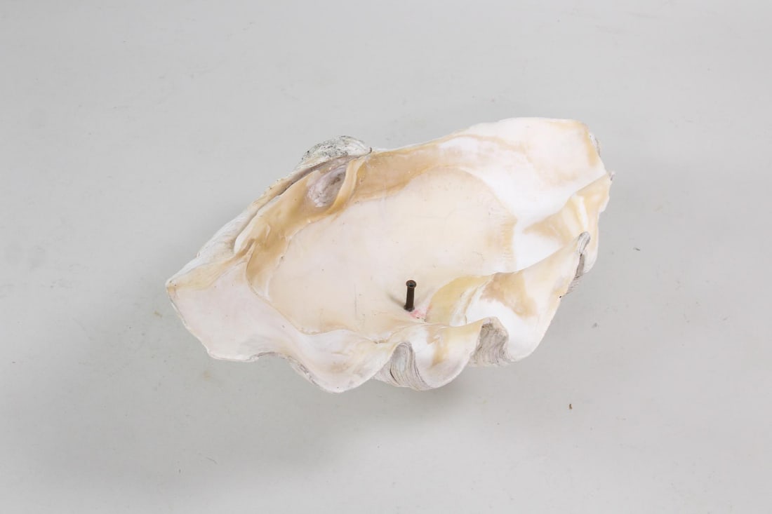 Giant Clam Shell Sink Basin Fountain: Giant Clam Shell Sink Basin Fountain. This oversized shell has rippled scalloped edges and a rising pipe spout in the center of the bottom, possibly for use as a drain or for pressurized fountain wate