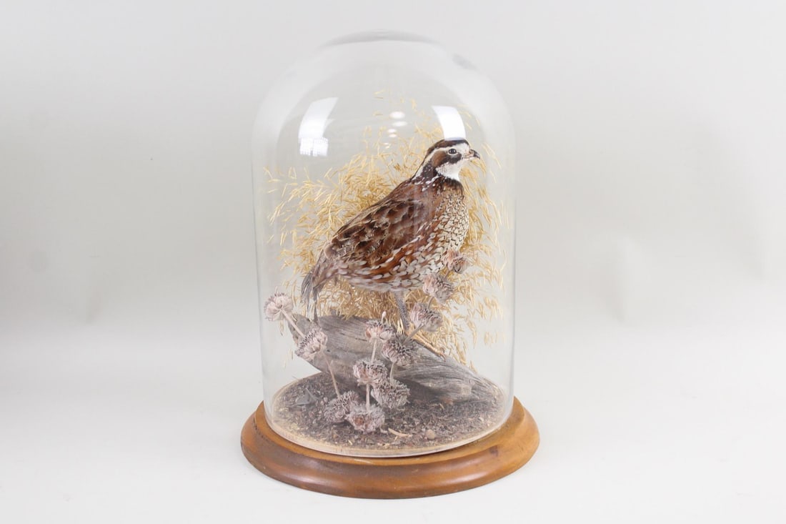 Taxidermy Northern Bobwhite Quail Bird in Glass Cloche Dome (1 of 11)
