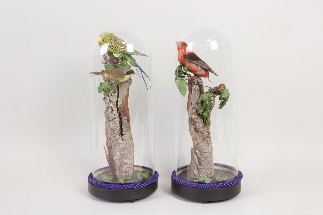 Pair of Victorian Glass Cloche Domes with Taxidermy Birds on Branches (1 of 11)