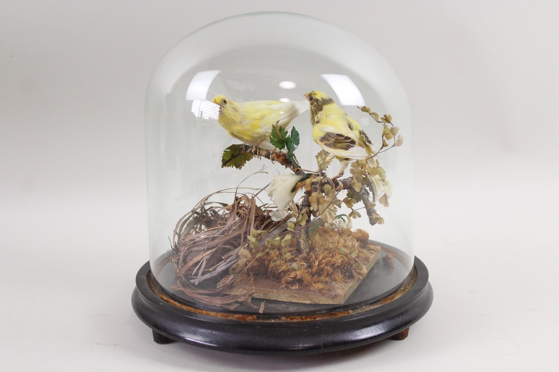 Victorian Taxidermy Canary Birds on Branch in Glass Cloche Dome (1 of 12)