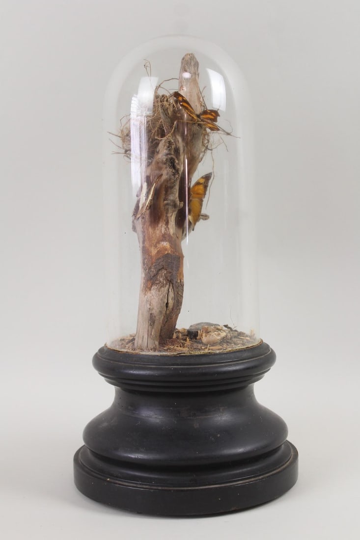 Victorian Taxidermy Glass Cloche Dome with Butterflies (1 of 9)