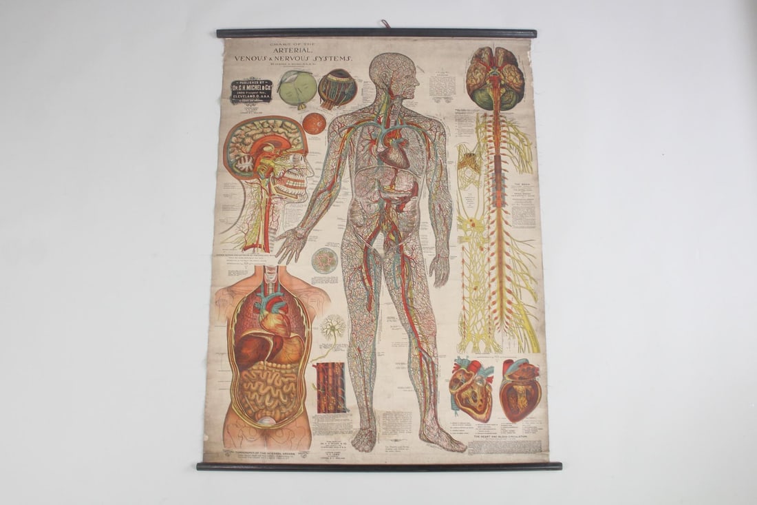 Industrial Medical Scroll Chart, Arterial Venous & Nervous System 1910 (1 of 14)
