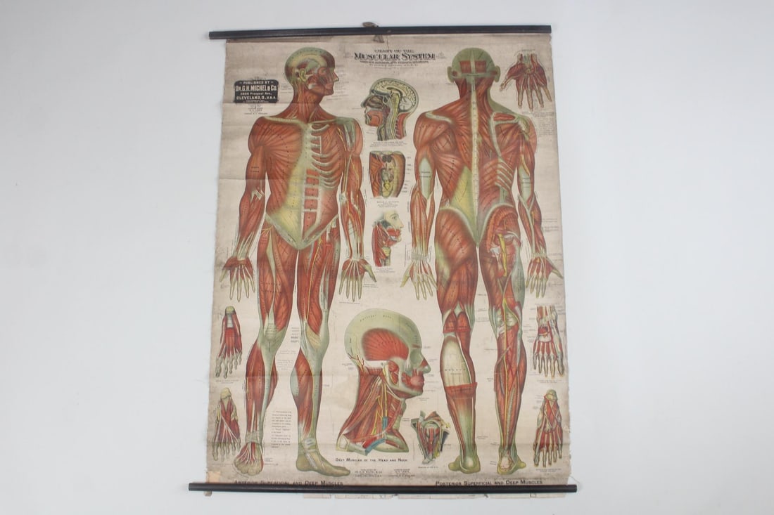 Industrial Medical Anatomical Scroll Chart, Muscular System 1910 (1 of 11)