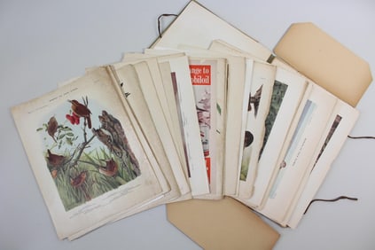 Antique 'Birds of New York' Folio Book, State Museum 1916