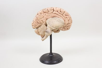 Anatomical Model of Half Brain on Cast Iron Base
