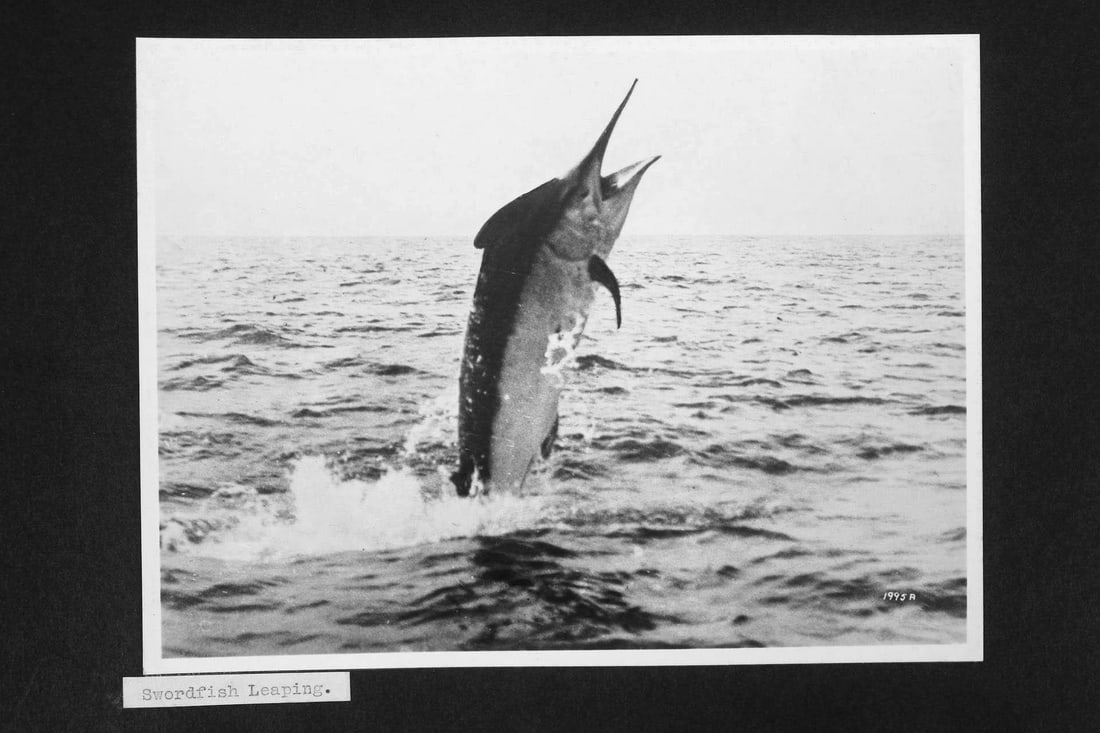 Leather Album of Travel Photographs, New Zealand, Auckland, Maori (1 of 20)