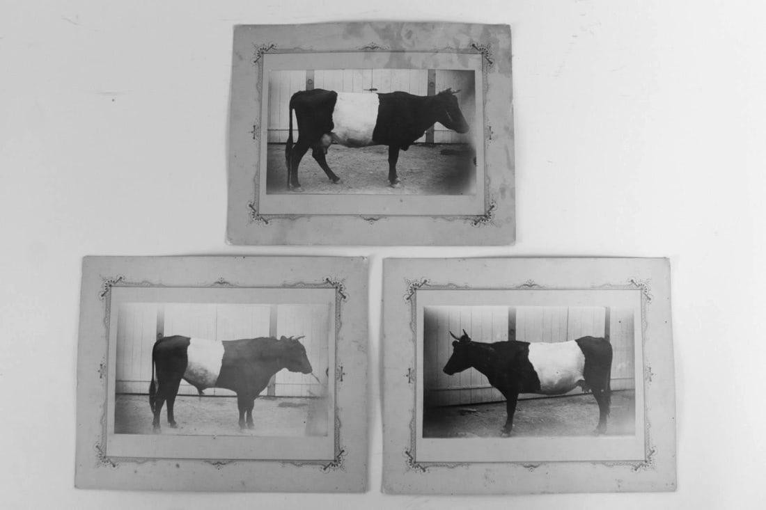 Lot of 3 Antique Photographs of Belted Cows & Bulls (1 of 16)