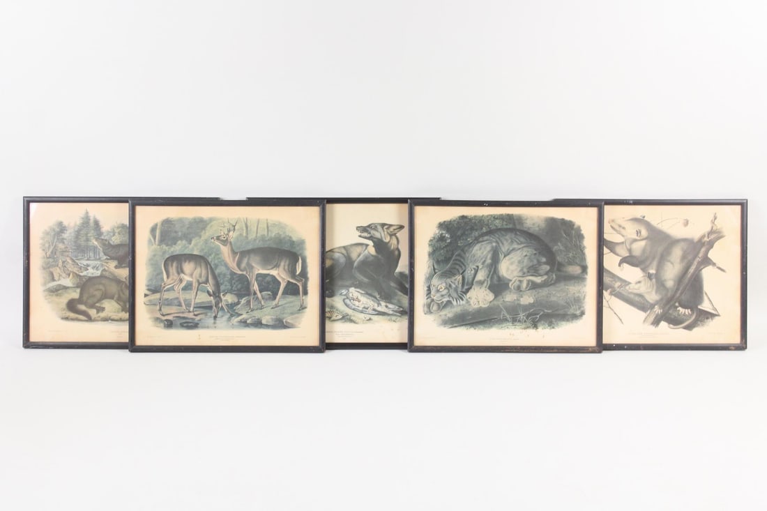 5 Audubon Lithographs Quadrupeds of N America (1 of 20)