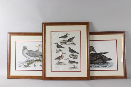 Lot of 3 John Selby Framed Ornitholigical Prints