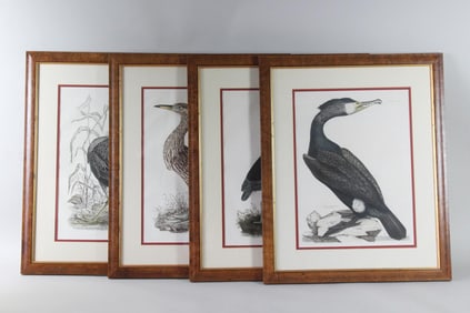 Lot of 4 John Selby Framed Ornitholigical Prints