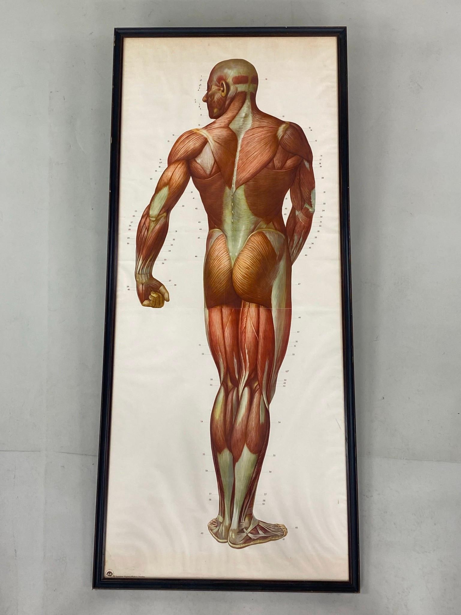 Dresden Life Size Medical Anatomical Chart, Muscles (1 of 13)